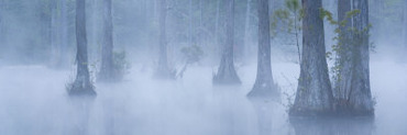Bald Cypress Swamp in Fog, Cypress Gardens, Moncks Corner, South Carolina, USA