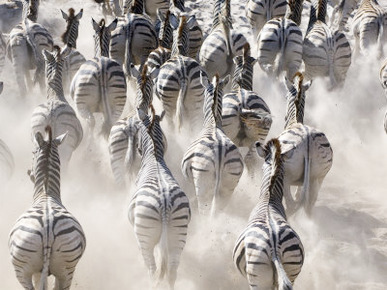 Burchells Zebra, Group Running in Dust, Botswana