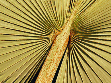 Detail of a Palm Tree Leaf at the Riverfront Complex, Fort Lauderdale, Florida, USA