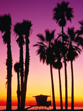 Palm Trees at Sunset, Venice Beach, Los Angeles, Los Angeles, California, USA