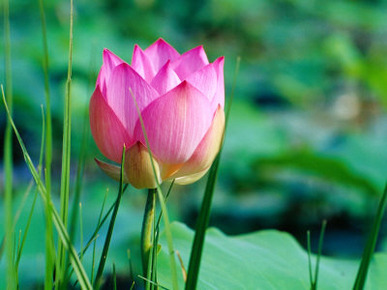 Lotus Flower at Lotus Farm, Phnom Krom, Angkor, Siem Reap, Cambodia